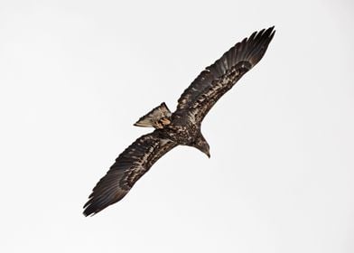 Juvenile bald eagle flying