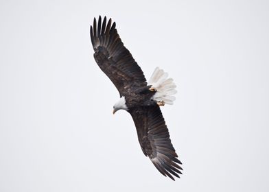 Adult bald eagle flying