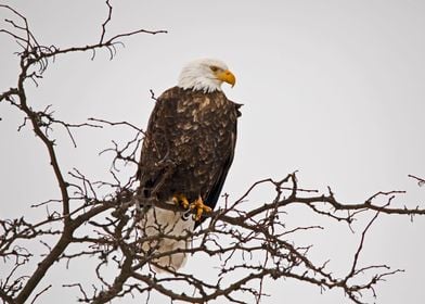 Bald eagle in tree