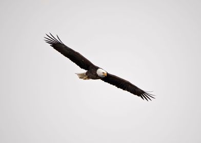 Bald eagle soaring