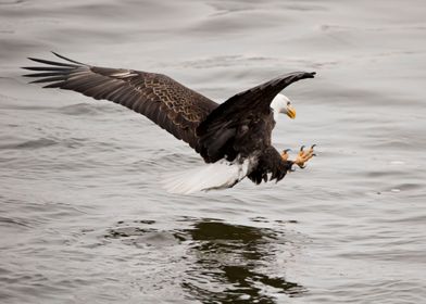 Bald eagle with talons out