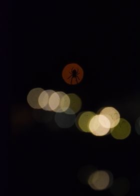 Spider in street lights