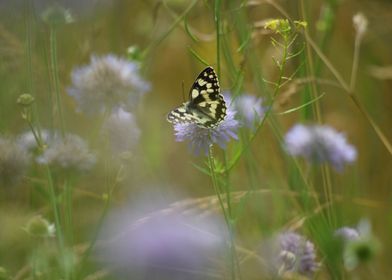 Butterfly on a flower