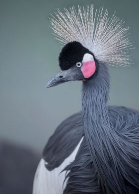 Black crowned Crane