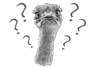 Cute Ostrich wondering 