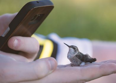 holding hummingbird