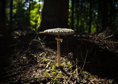 Mushroom in the woods