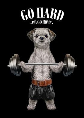 Shih Tzu Dog Weightlifting