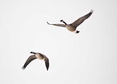 Two geese in flight