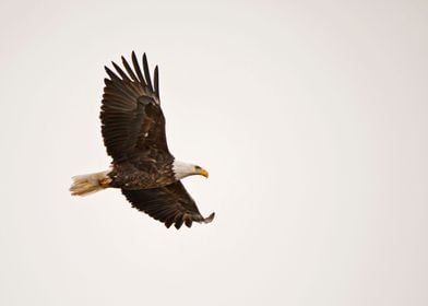 Bald eagle soaring in sky