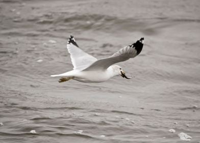 Seagull eating fish