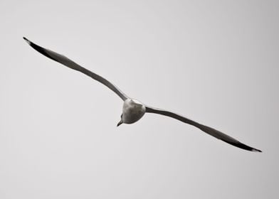 Seagull in flight isolated