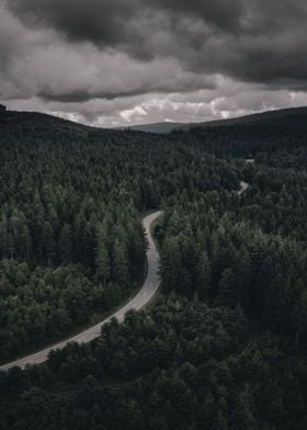 Street in a forest