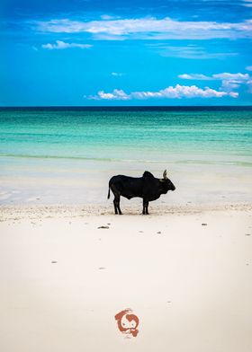 Zebu on the beach