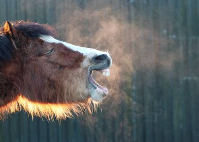 Yawning horse