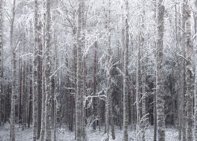 Frozen Forest