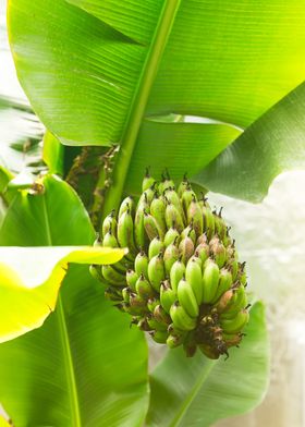 Bunch of green bananas 