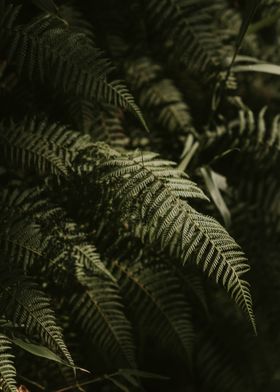 dark brown fern