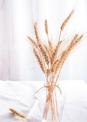 organic wheat in vase