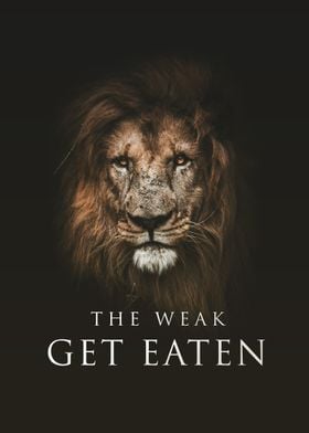 Lion the weaker get eaten