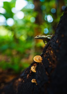 Lezard de Mayotte