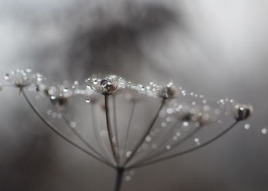 waterdroplets in spiderweb