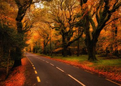 Autumn road