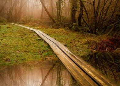 forest boardwalk