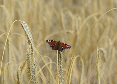 Butterfly on the field