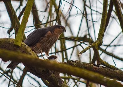 sparrowhawk vs sparrow