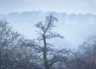 Trees on a misty morning