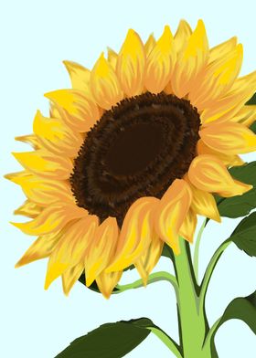 Sunflower