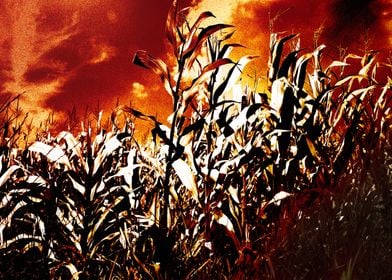 Fire in the corn field