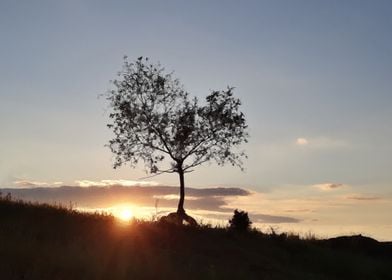 Summer sunset with tree