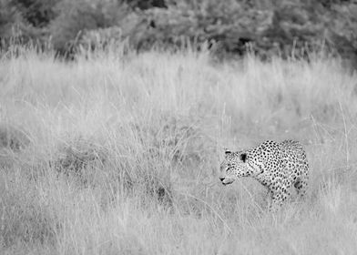 Pilanesberg Leopard