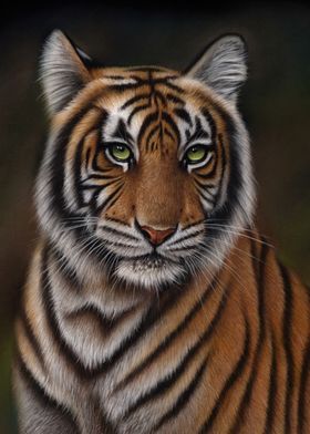 Tiger Portrait Big Cat