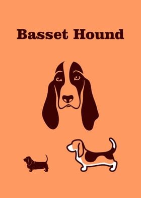 Basset Hound