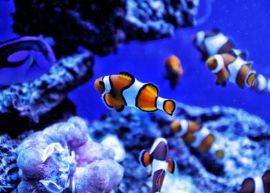 Clown Fish in blue sea