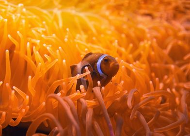 Clown Fish In Orange Coral