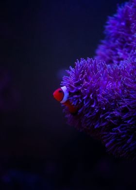 Clown Fish In Purple Coral