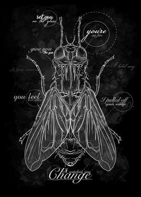 The Fly