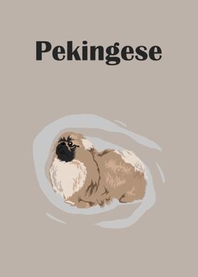 pekingese