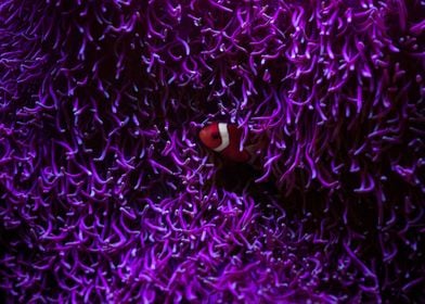 Clown Fish In Purple Coral