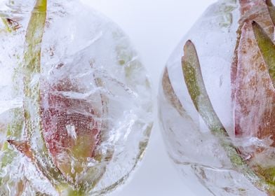 Flowers in ice ball 2