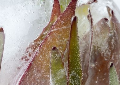 Flower in ice ball 1