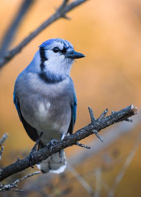 Blue Jay