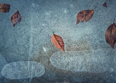 leaves frozen in puddle