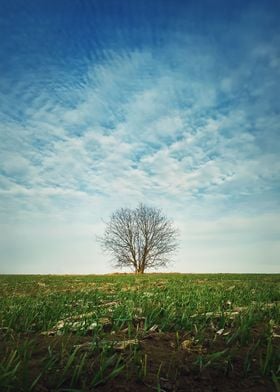 lone tree in the meadow