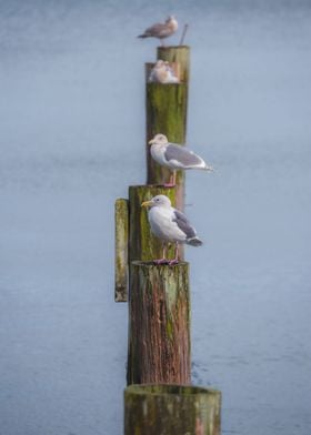 lined up gulls