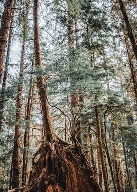 PNW Forest Photography